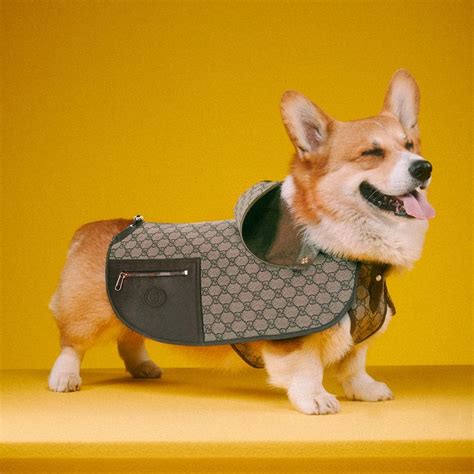 gucci pet lichtblauw|gucci pet accessories.